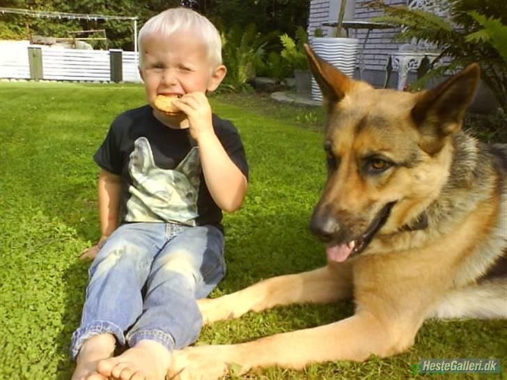 Schæferhund Zenta - zenta og min lille bror billede 7