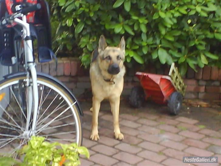 Schæferhund Zenta - haha billede 8