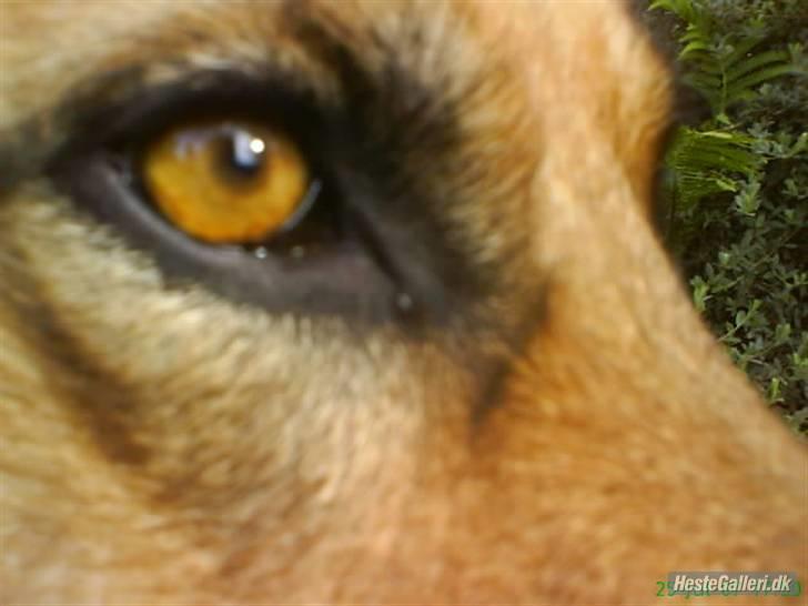 Schæferhund Zenta billede 9