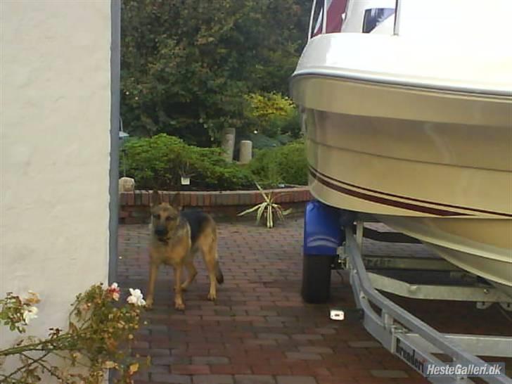 Schæferhund Zenta - du kan ikke fange mig billede 10