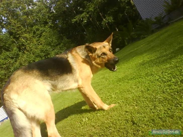 Schæferhund Zenta - spiser billede 11