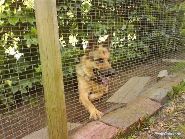 Schæferhund Zenta - ligger og kigger min nikki (kanin) billede 12