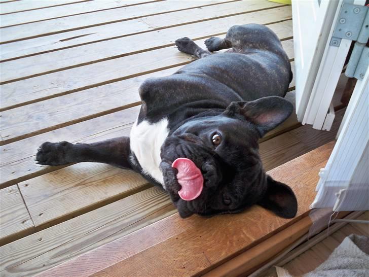 Fransk bulldog Toby 3-benet R.I.P billede 15