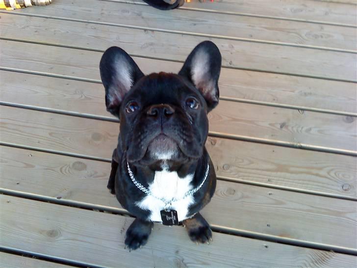 Fransk bulldog Toby 3-benet R.I.P billede 16