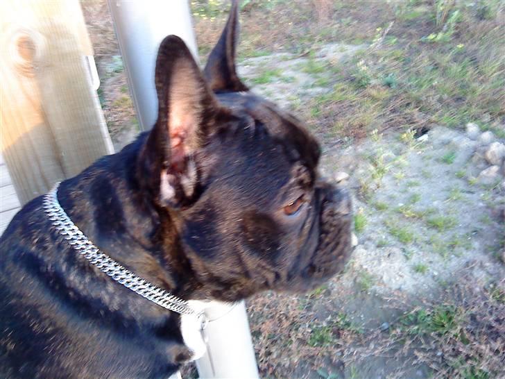 Fransk bulldog Toby 3-benet R.I.P billede 17