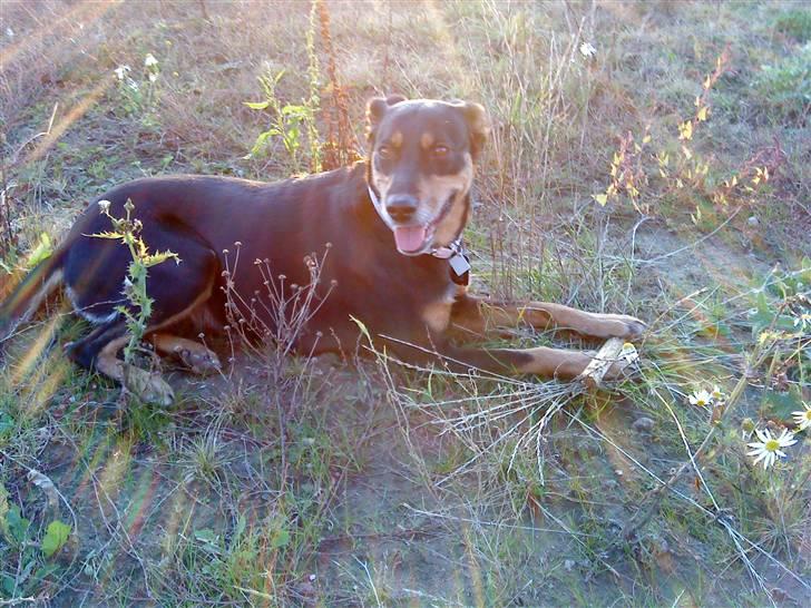 Blanding af racer Laika billede 12
