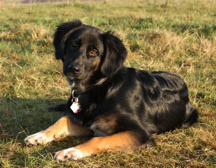 Blanding af racer Sille - Velkommen :) billede 1