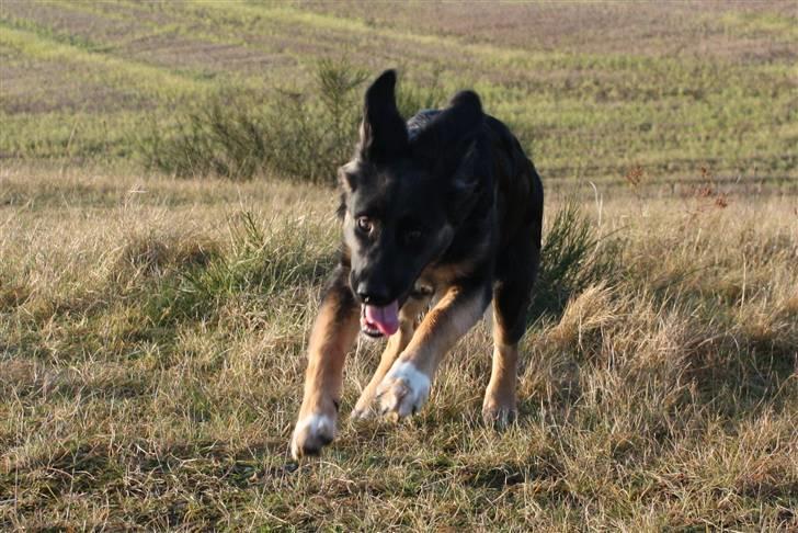 Blanding af racer Sille billede 2