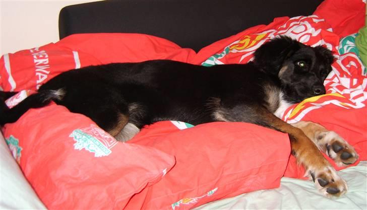 Blanding af racer Sille - Jeg er træt efter første dag hos min nye familie, så mange nye indtryk - godt her også er aftenhygge :) billede 3