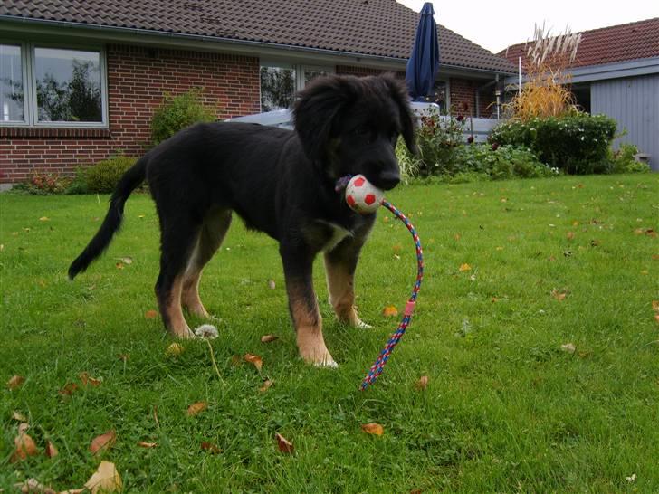 Blanding af racer Sille - Jubii, leg i haven! billede 4