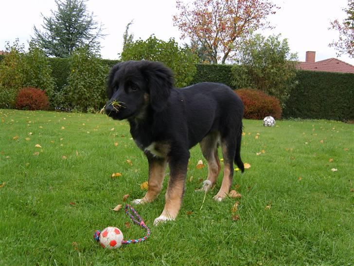 Blanding af racer Sille billede 5