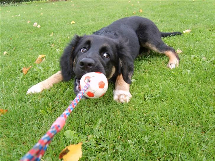 Blanding af racer Sille billede 6