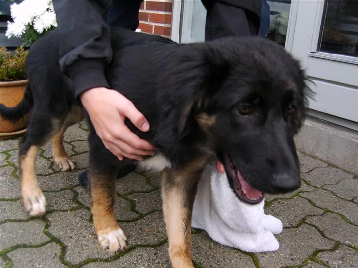 Blanding af racer Sille - Ej altså, skal man virkelig ha tørret poter efter en tur i den store have? billede 7