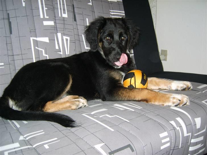 Blanding af racer Sille billede 8