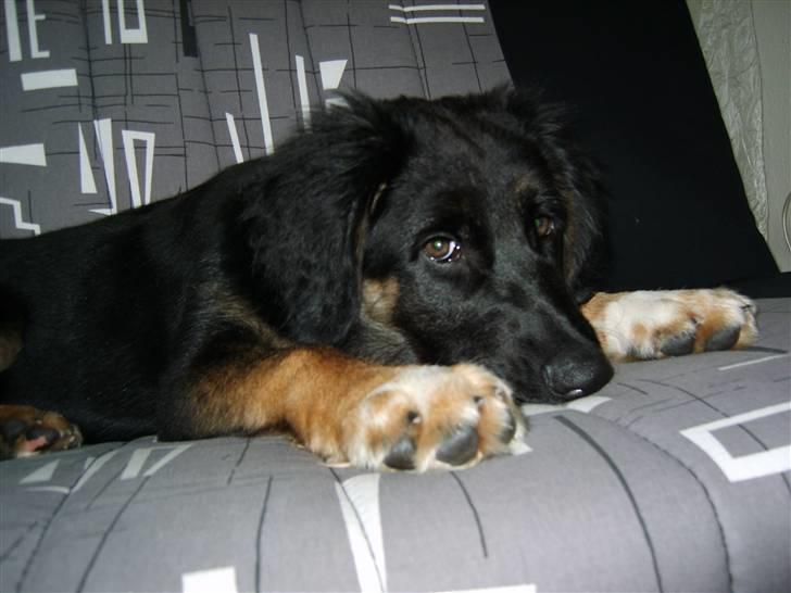 Blanding af racer Sille billede 9