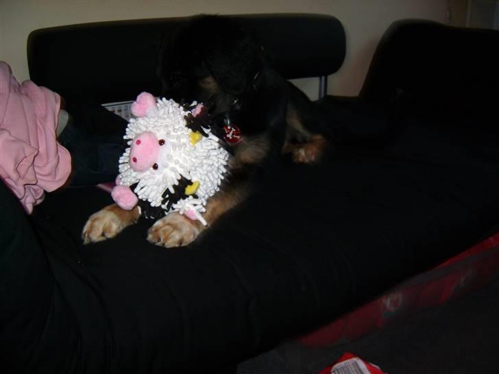 Blanding af racer Sille billede 10