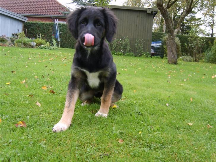 Blanding af racer Sille billede 11