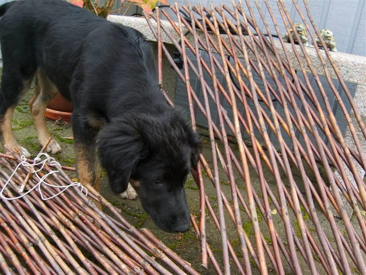 Blanding af racer Sille - Hov, var det det her hegn der skulle forhindre mig i at jeg kom før jer ud i haven? billede 12