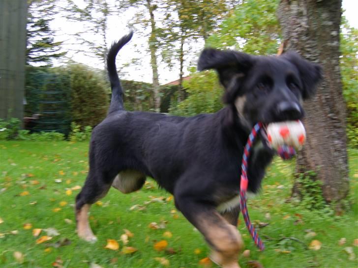 Blanding af racer Sille - Fang mig - hvis du kan! billede 13