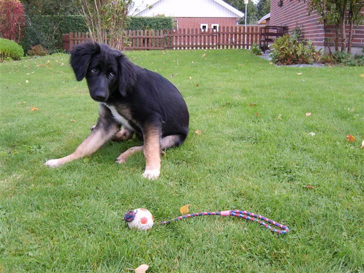 Blanding af racer Sille - det kløøør altså lige... billede 14