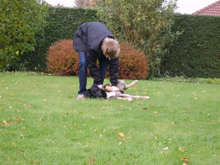 Blanding af racer Sille - Dejligt når Mads lige vil klø mig på maven :) billede 15