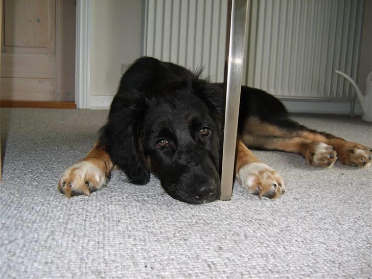 Blanding af racer Sille billede 16