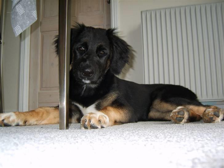 Blanding af racer Sille - Åh lille Sille, lige vågnet? billede 17