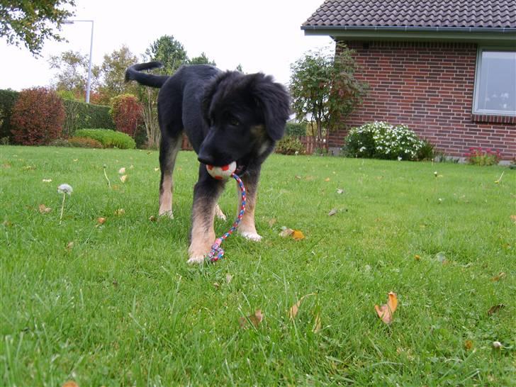 Blanding af racer Sille billede 18