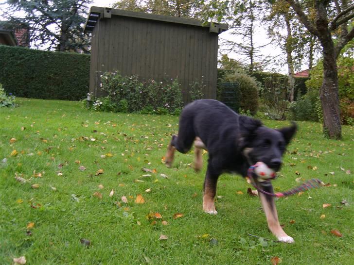 Blanding af racer Sille - Juhuu! billede 19