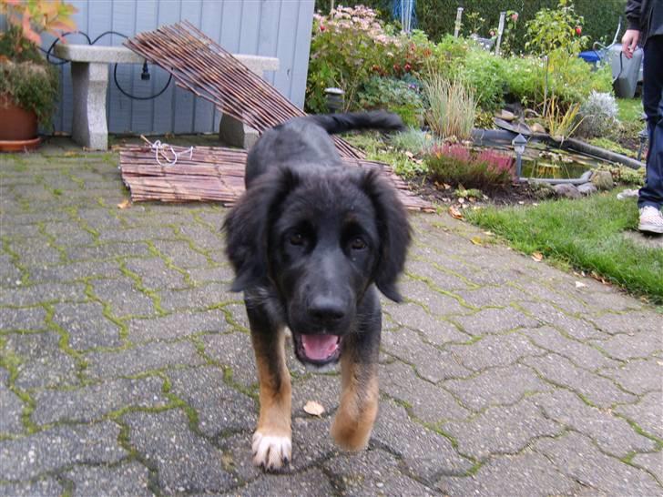 Blanding af racer Sille - Pas på eller jeg snupper kameraet ;) billede 20