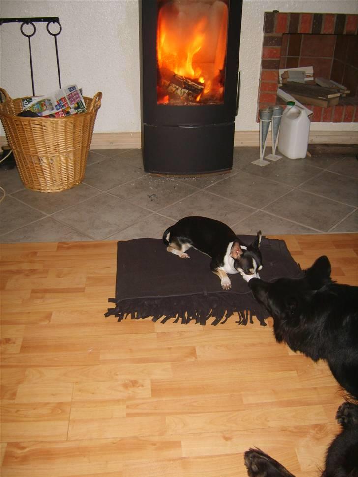 Schæferhund Leika - Chico elsker at ligge her...så må jeg jo også lige prøve billede 15