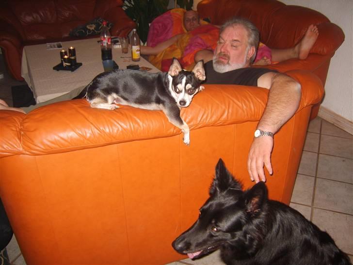 Schæferhund Leika - Her tar Chico lige en slapper med min far... billede 16