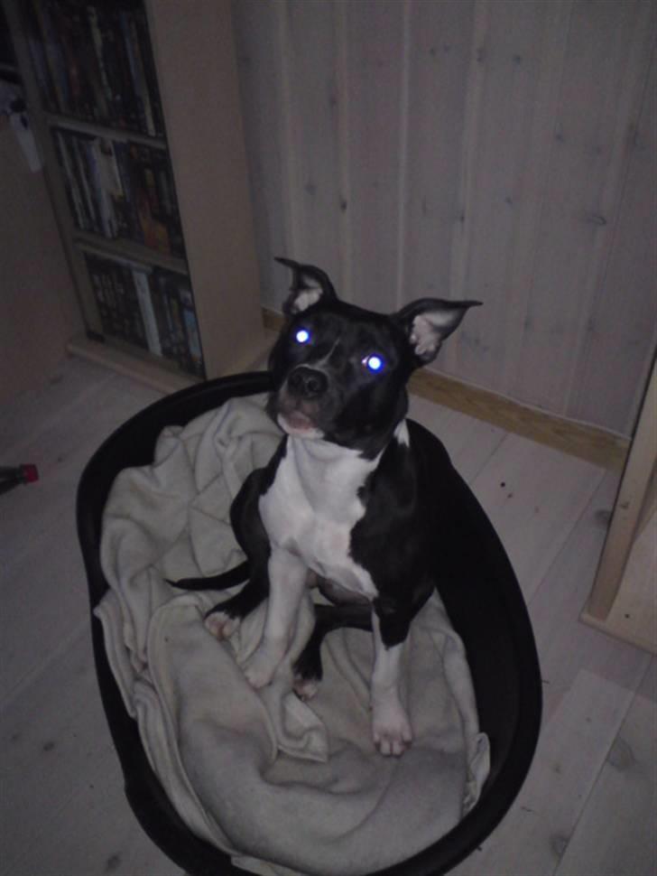 Amerikansk staffordshire terrier Shanti billede 1