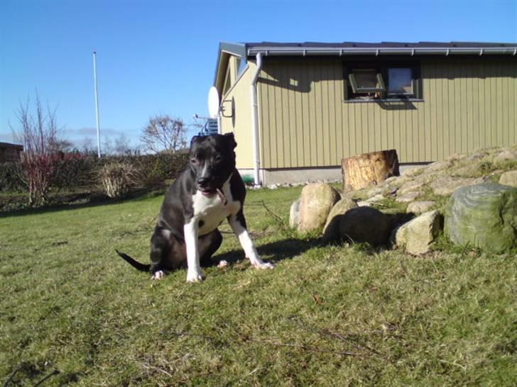 Amerikansk staffordshire terrier Shanti billede 2