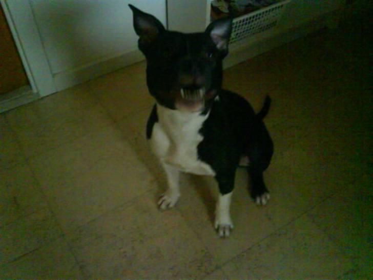 Amerikansk staffordshire terrier Shanti billede 3