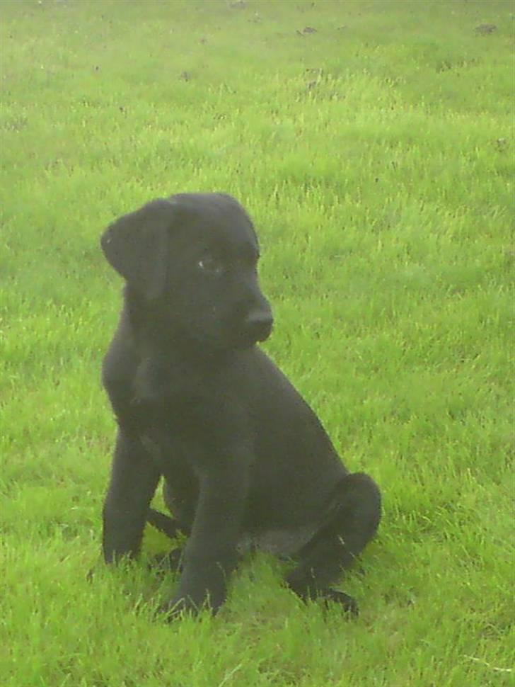 Blanding af racer Conan ciggi al kaida - Hej med dig.....jeg hedder Conan..... velkommen til min profil..... billede 1