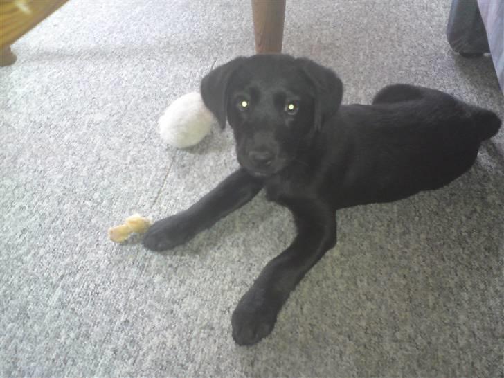 Blanding af racer Conan ciggi al kaida - slapper af med et kødben billede 2