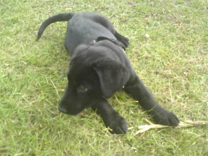 Blanding af racer Conan ciggi al kaida - træt efter en lang gå tur..... billede 3