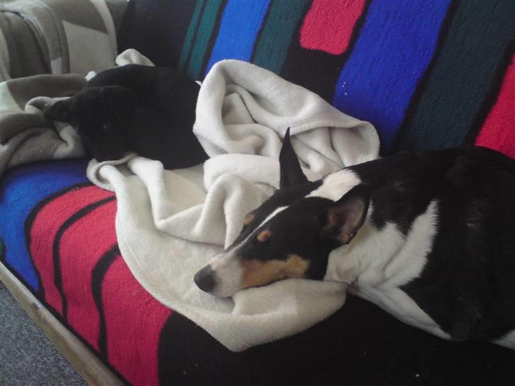 Blanding af racer Conan ciggi al kaida - hviler med "storesøster wabbe" billede 4