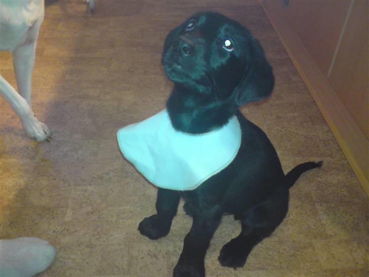 Blanding af racer Conan ciggi al kaida - hvad man ikk alt skal finde sig i når man er lille.... billede 5