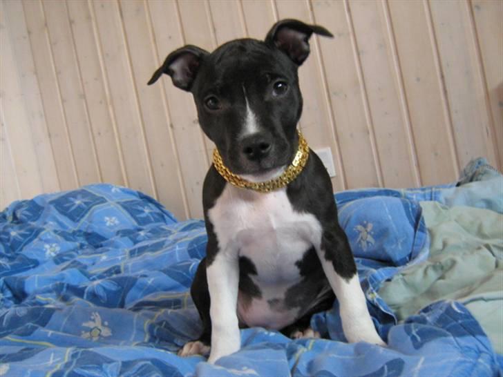 Amerikansk staffordshire terrier Shanti - Da hun var lille billede 4