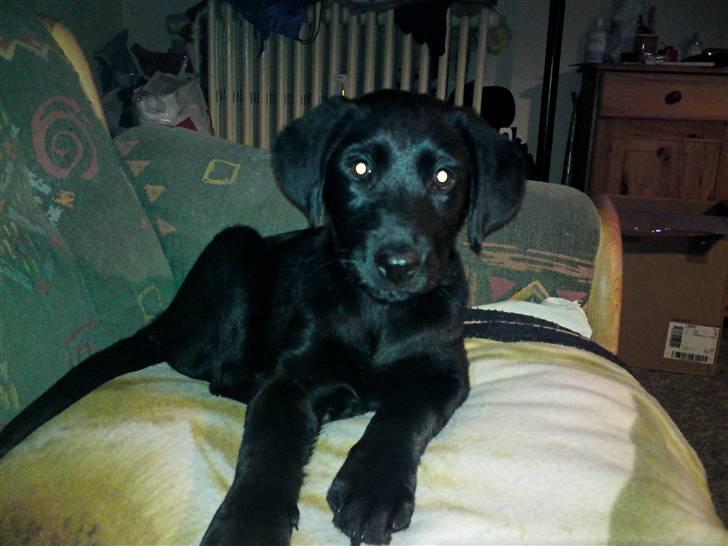 Blanding af racer Conan ciggi al kaida - er jeg ikk skøn.....? billede 6