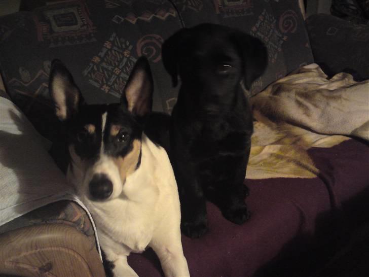 Blanding af racer Conan ciggi al kaida - er vi ikk søde...... billede 7