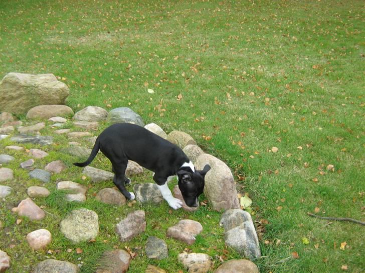 Amerikansk staffordshire terrier Shanti - Da hun var lille billede 5