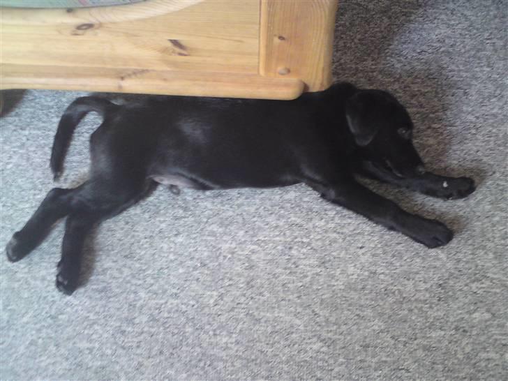 Blanding af racer Conan ciggi al kaida - en time på øjet vil gøre underværker..... billede 8