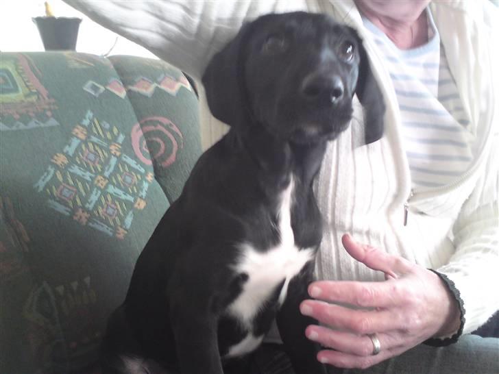 Blanding af racer Conan ciggi al kaida - min rigtige søster paris.....ikk så skøn som mig jeg ved det...... billede 9