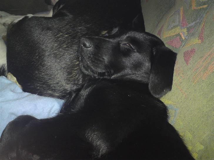 Blanding af racer Conan ciggi al kaida - får mig lige et dejligt hvil op ad en dejlig bagdel..... billede 10