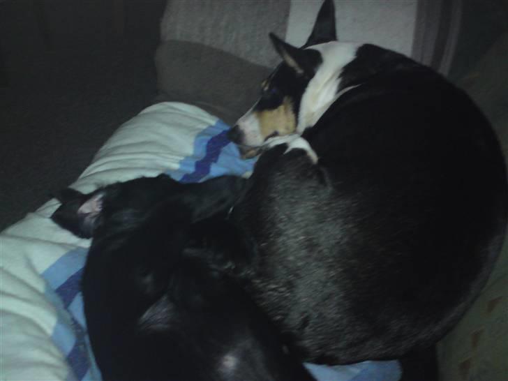 Blanding af racer Conan ciggi al kaida - er i drømmeland......dejlig med noget tryghed..... billede 11