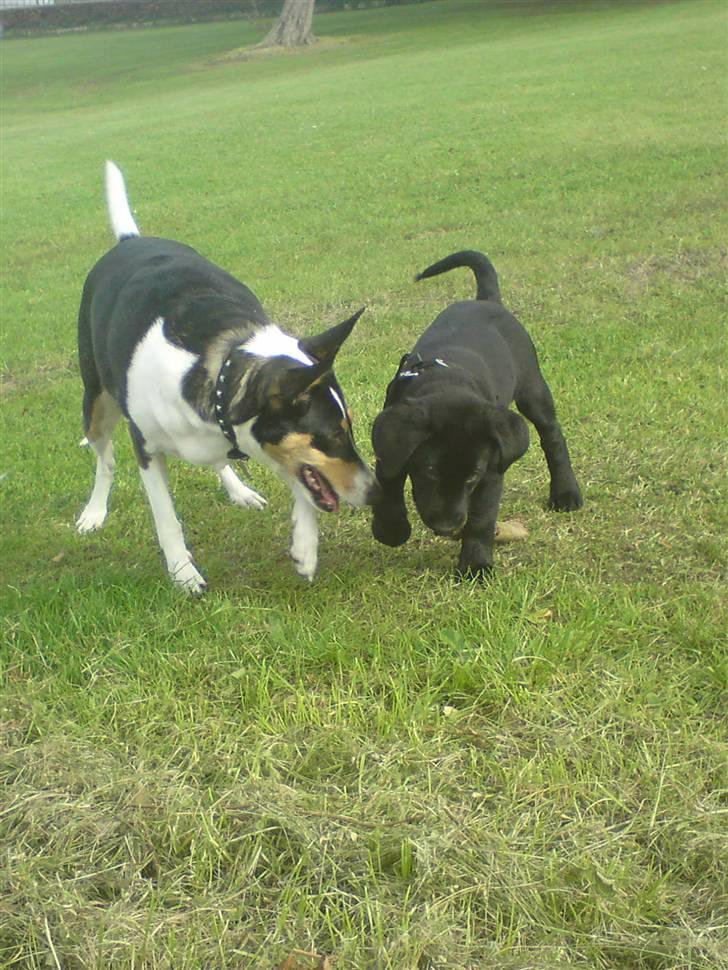 Blanding af racer Conan ciggi al kaida - hygger med "storesøster" wabbe...... billede 12