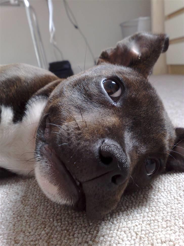 Staffordshire bull terrier Liva <3 billede 18